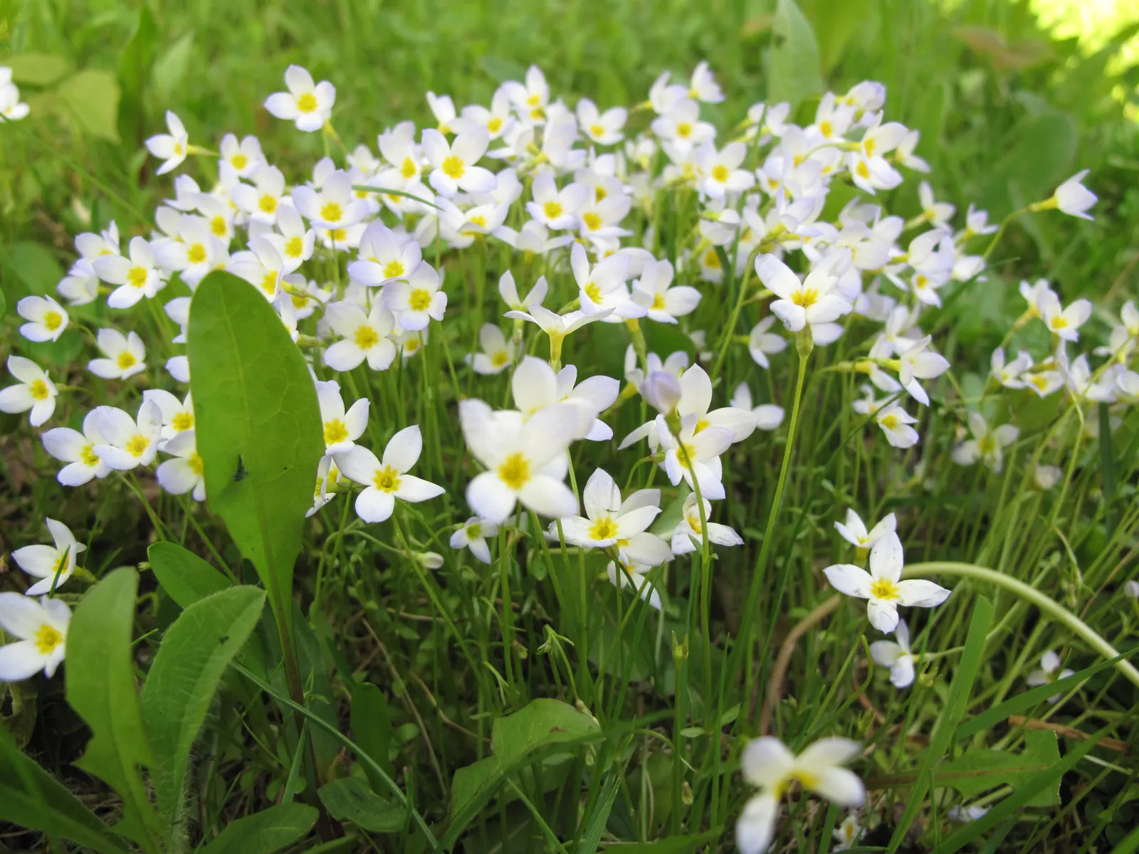Quaker Ladies (Houstonia Caerulea) — or in woodland settings where they can create an enchanting ground cover; floating appearance.<br><br>For successful