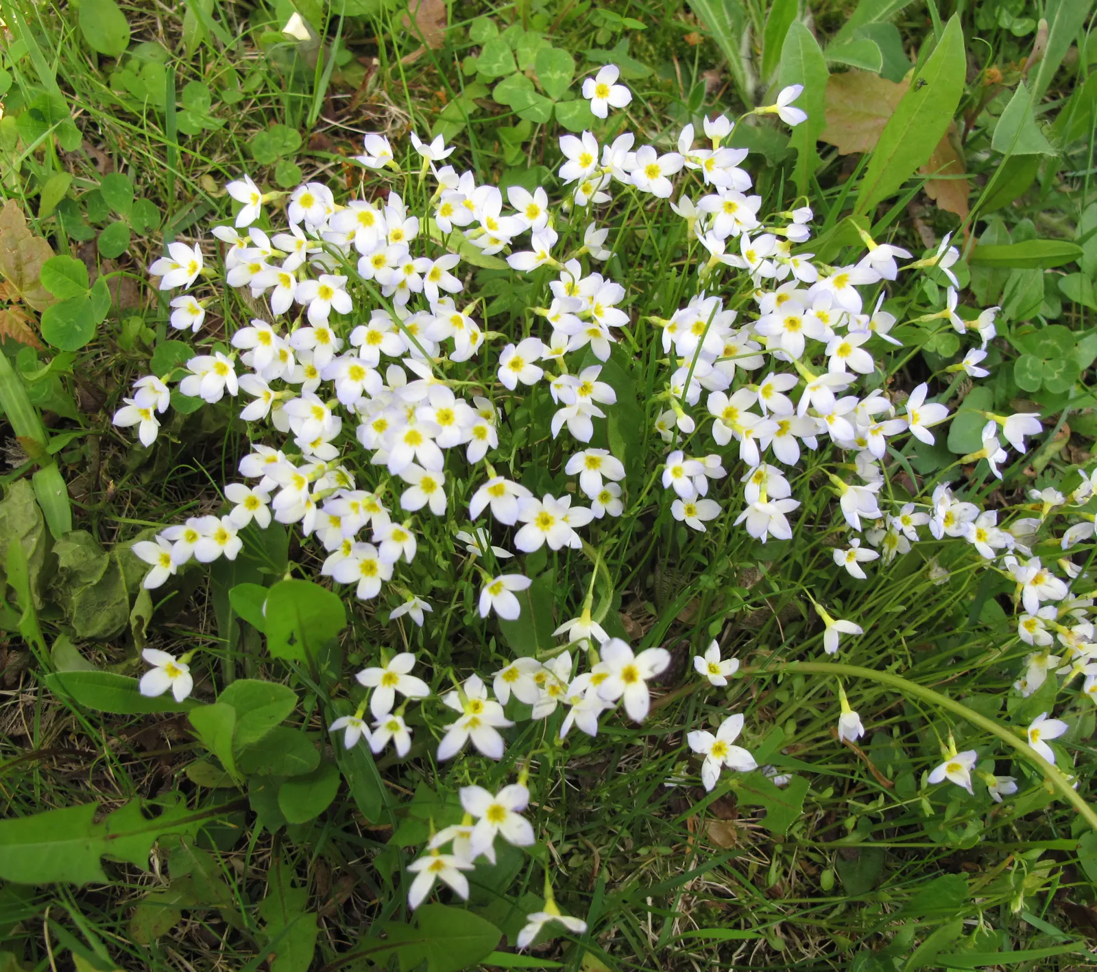 Quaker Ladies (Houstonia Caerulea) — These diminutive plants typically reach heights of 3 to 6 inches, with a similar spread; annual / ground cover, image 89