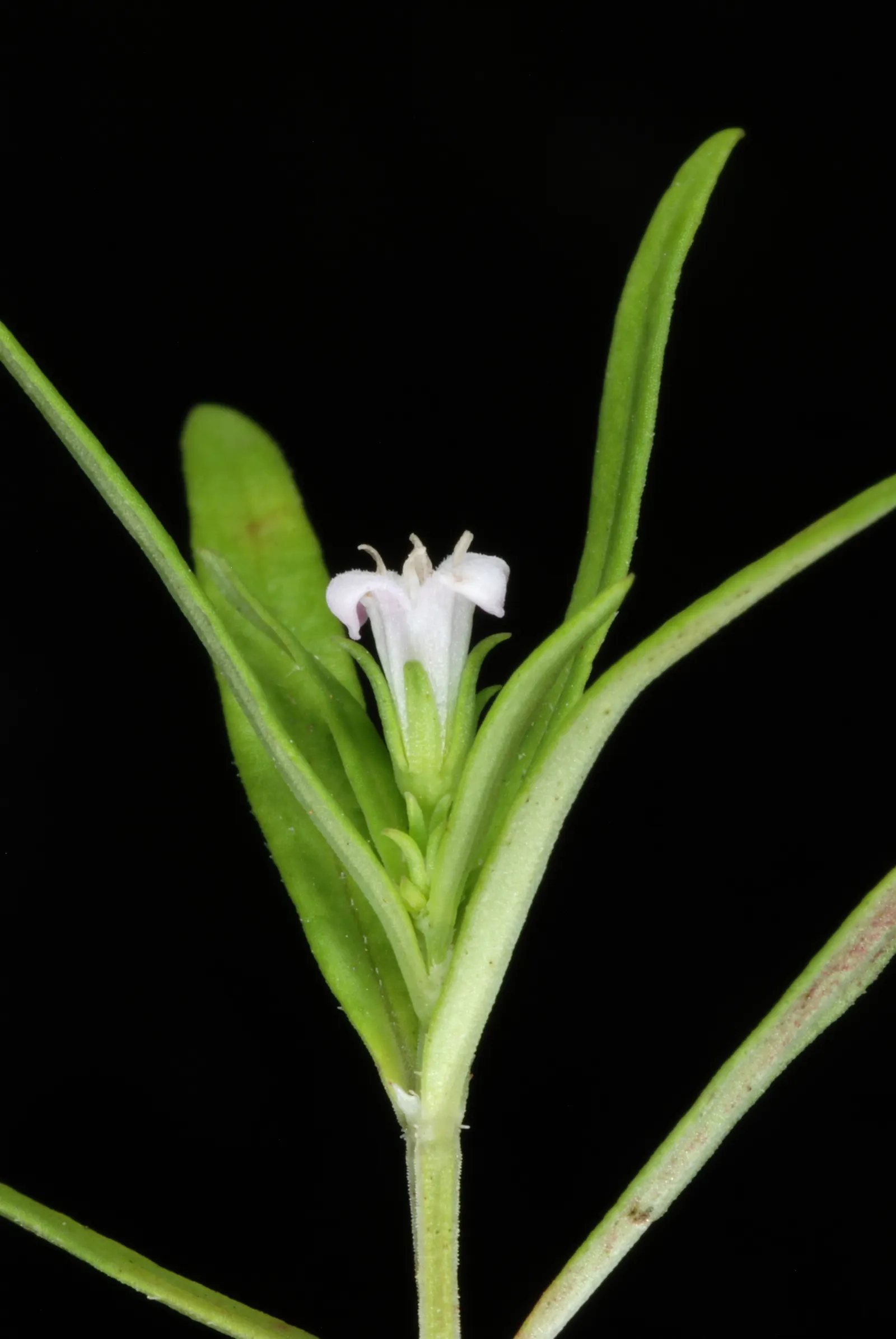 Quaker Ladies (Houstonia Caerulea) — Its delicate blooms emerge in spring