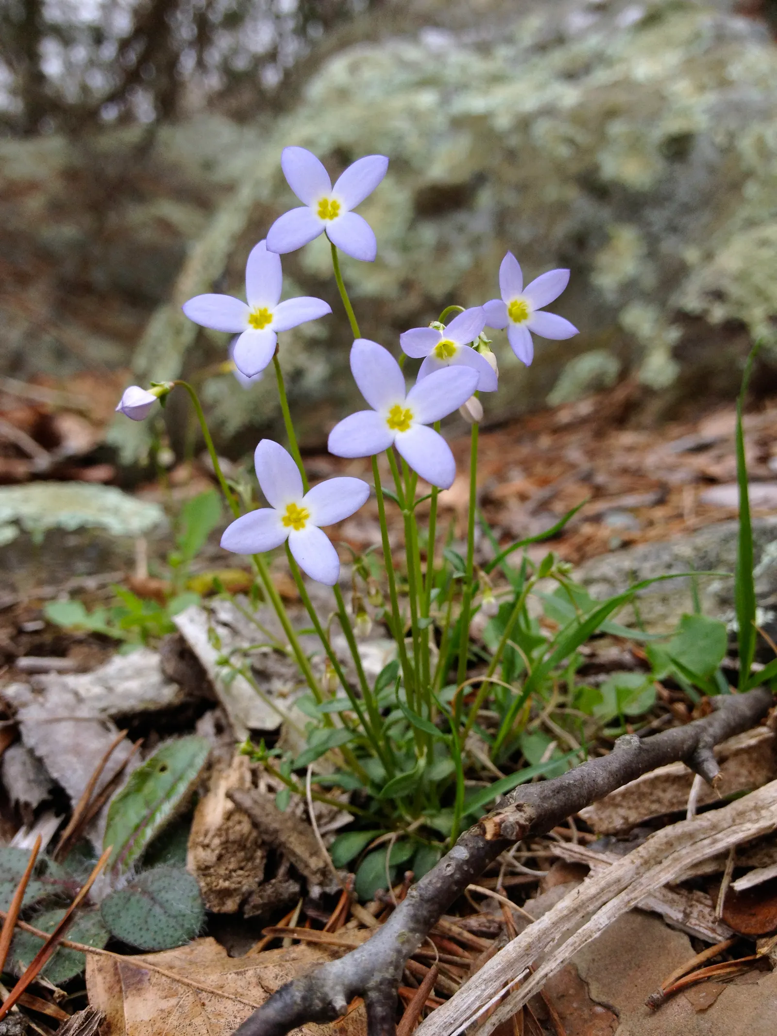 Quaker Ladies (Houstonia Caerulea) — annual / ground cover / herb / perennial / wildflower for half; fostering a biodiverse garden ecosystem, image 81