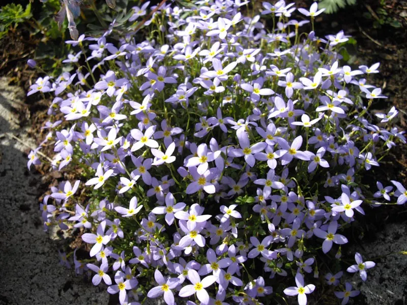 Quaker Ladies (Houstonia Caerulea) — Its delicate blooms emerge in spring; blue and white flowers in the garden, image 139