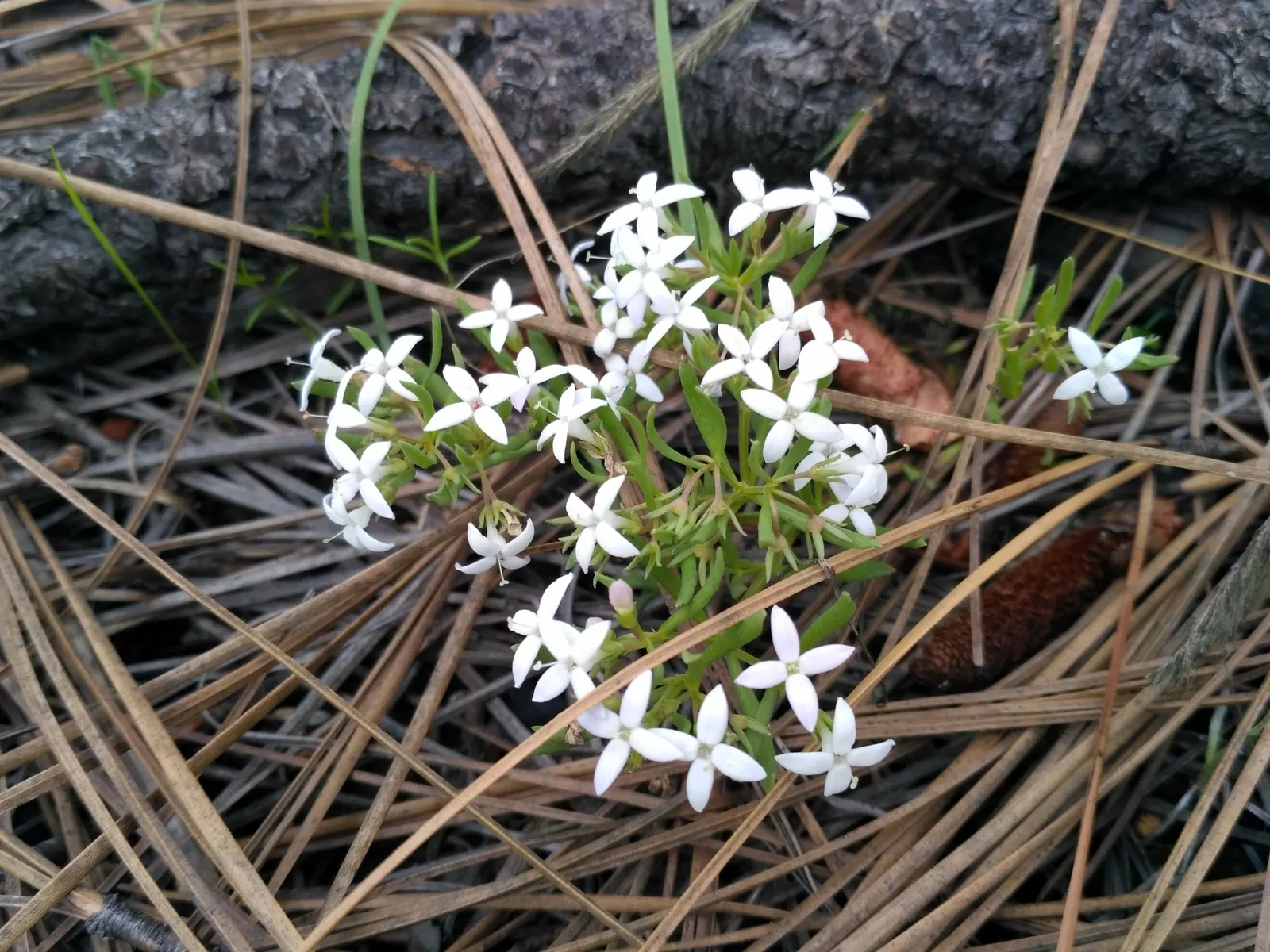 Quaker Ladies (Houstonia Caerulea) — They are also a favored nectar source for butterflies and other pollinators