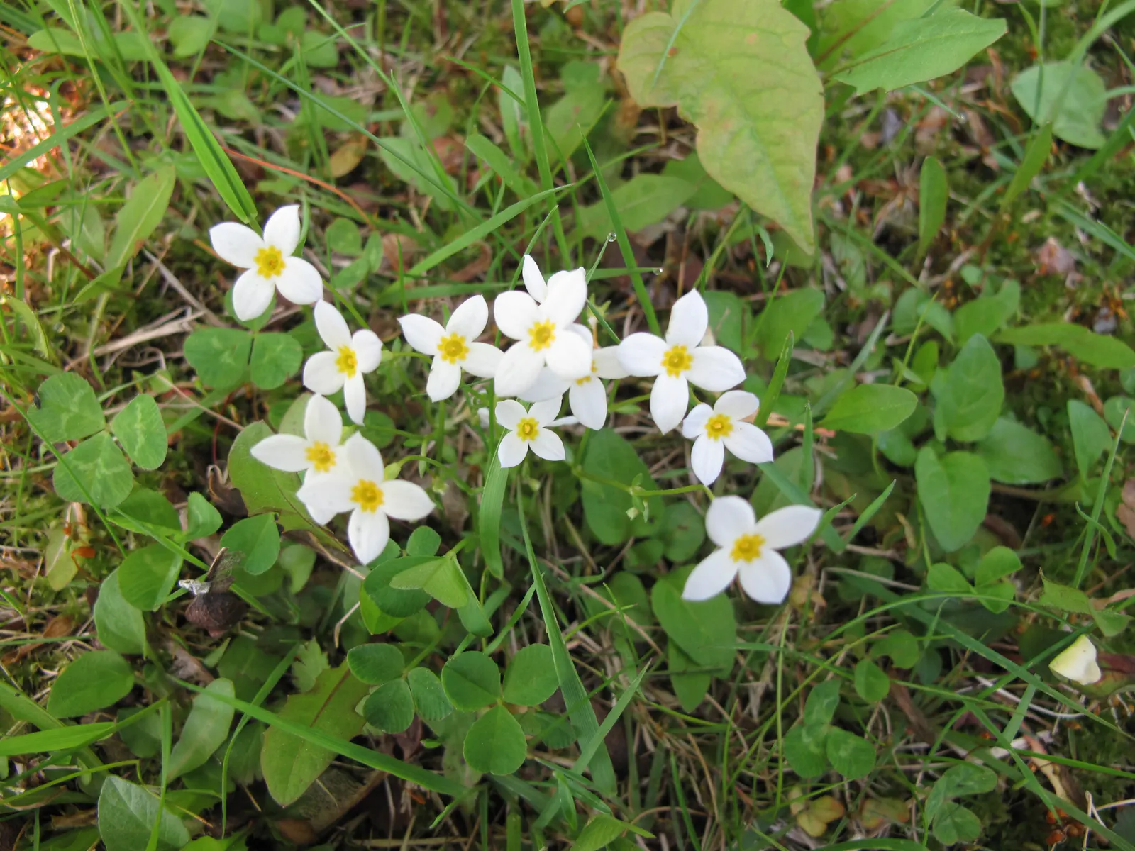 Quaker Ladies (Houstonia Caerulea) — evergreen rosette at the base.<br><br>The true allure of Quaker Ladies lies in their sky-blue flowers; often self-seeding