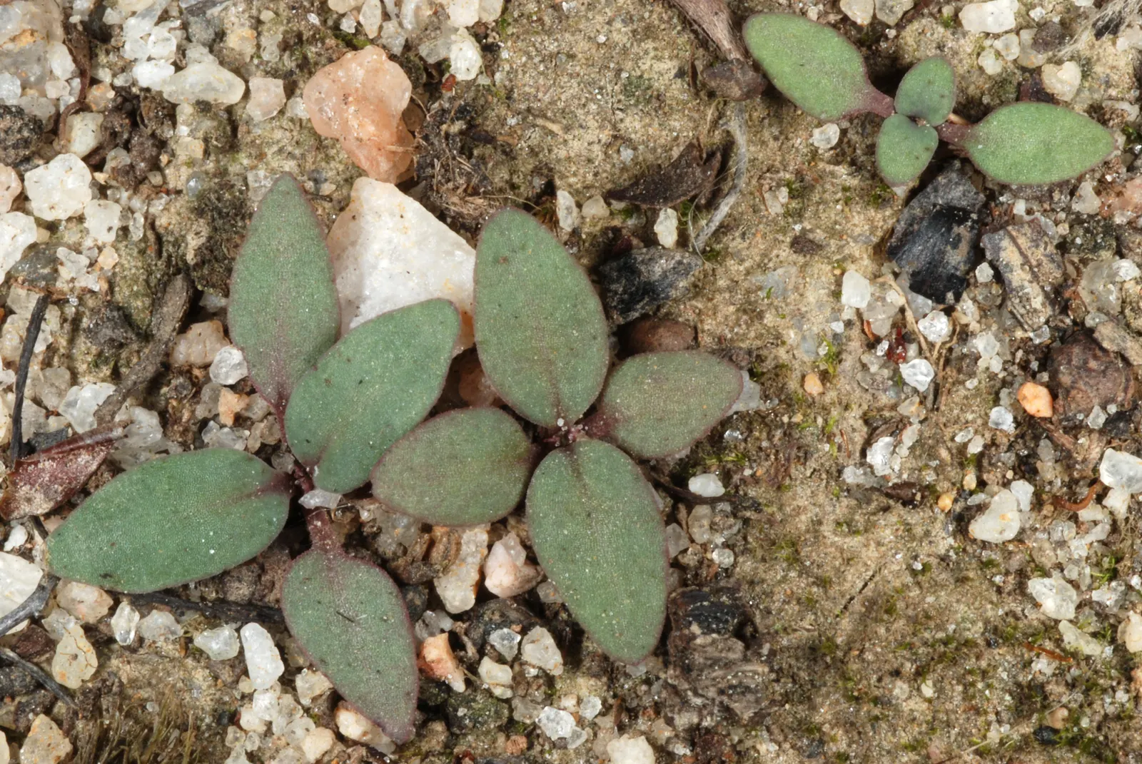 Quaker Ladies (Houstonia Caerulea) — measuring about 0.5 inches in length; these blossoms are about 0.5 inches in diameter and appear in profusion from early
