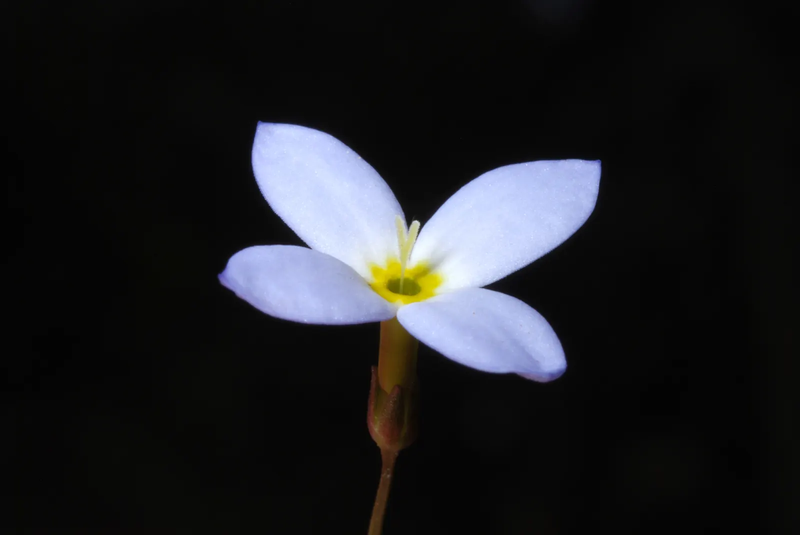 Quaker Ladies (Houstonia Caerulea) — Preferring full sun to partial shade and moist, well-drained soil, it flourishes in USDA zones 3-7; they fare, image 57