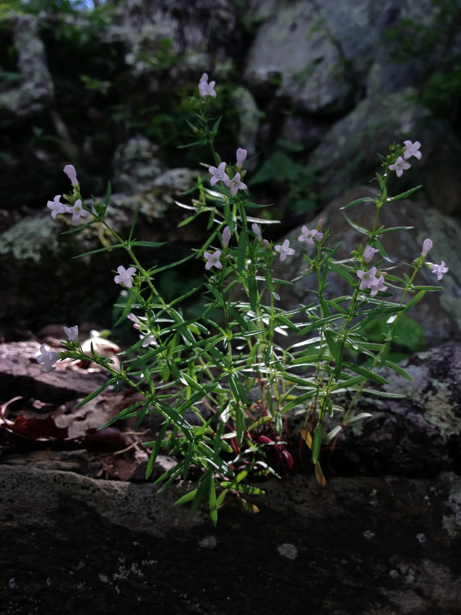 Quaker Ladies (Houstonia Caerulea) — blue and white flowers in the garden; measuring about 0.5 inches in length, image 106