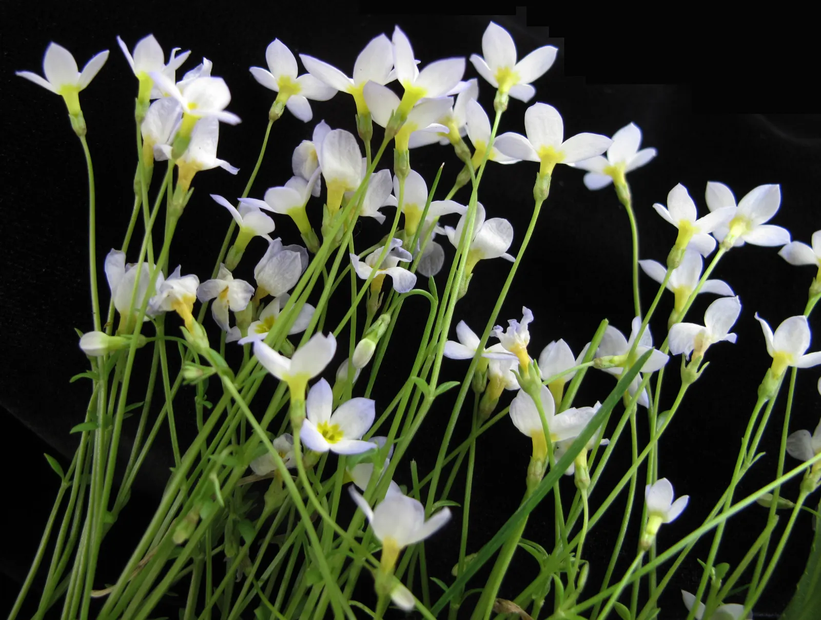 Quaker Ladies (Houstonia Caerulea) — They are also a favored nectar source for butterflies and other pollinators, image 50