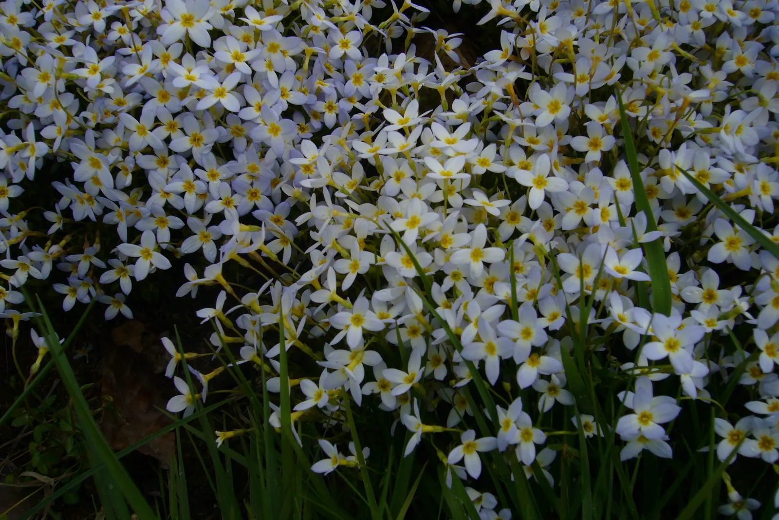 Quaker Ladies (Houstonia Caerulea) — floating appearance.<br><br>For successful cultivation; houstonia caerulea, commonly known as Quaker Ladies or, image 97