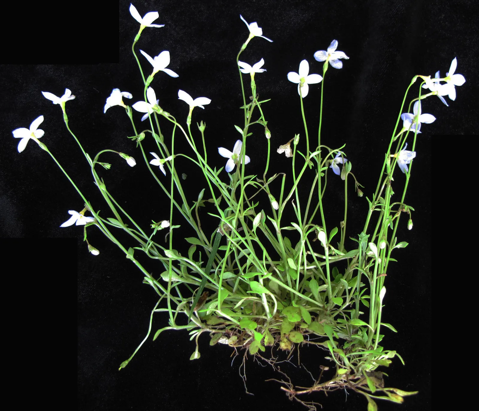 Quaker Ladies (Houstonia Caerulea) — These diminutive plants typically reach heights of 3 to 6 inches, with a similar spread; annual / ground cover, image 116