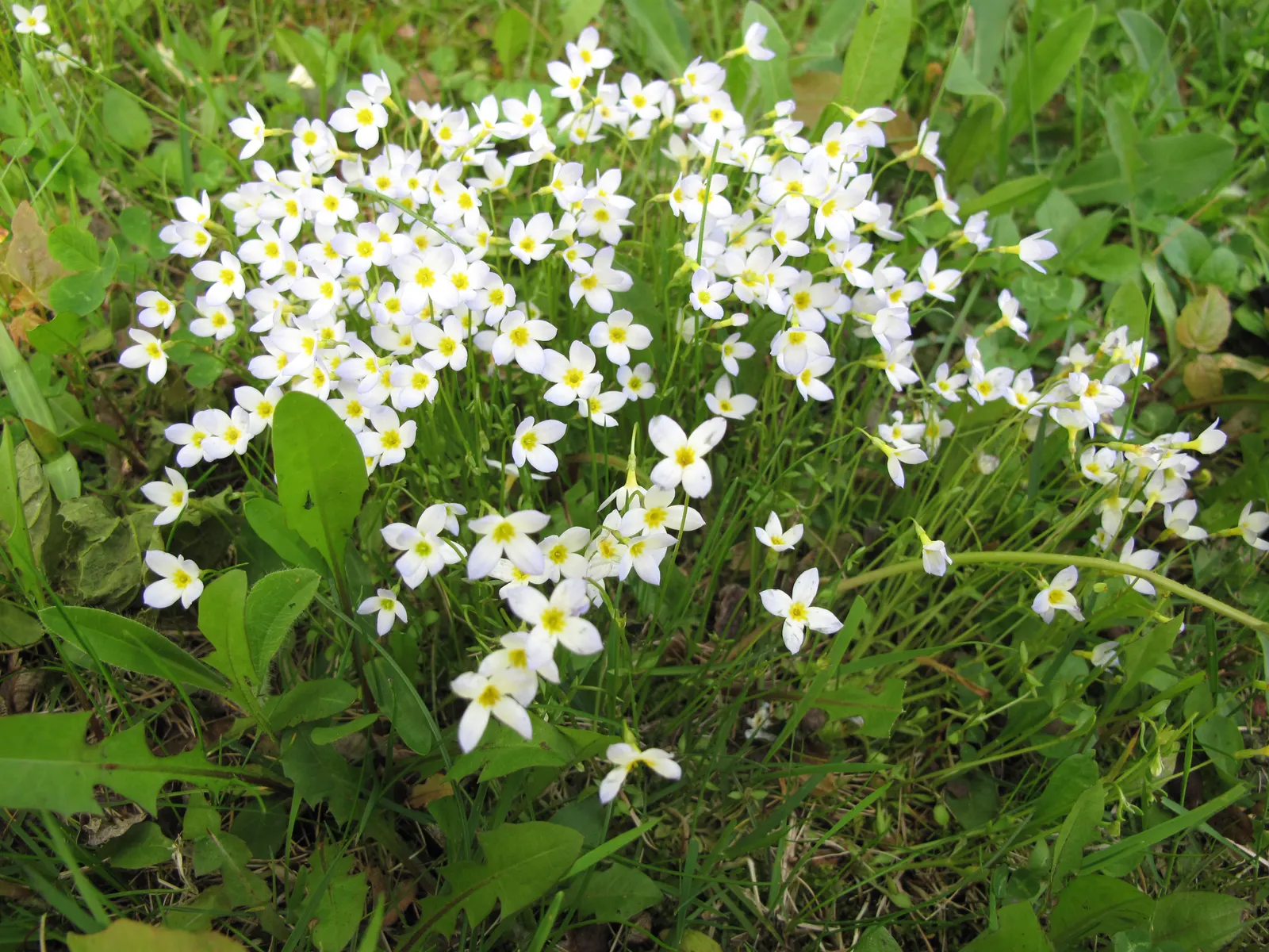 Quaker Ladies (Houstonia Caerulea) — Its delicate blooms emerge in spring; blue and white flowers in the garden, image 58