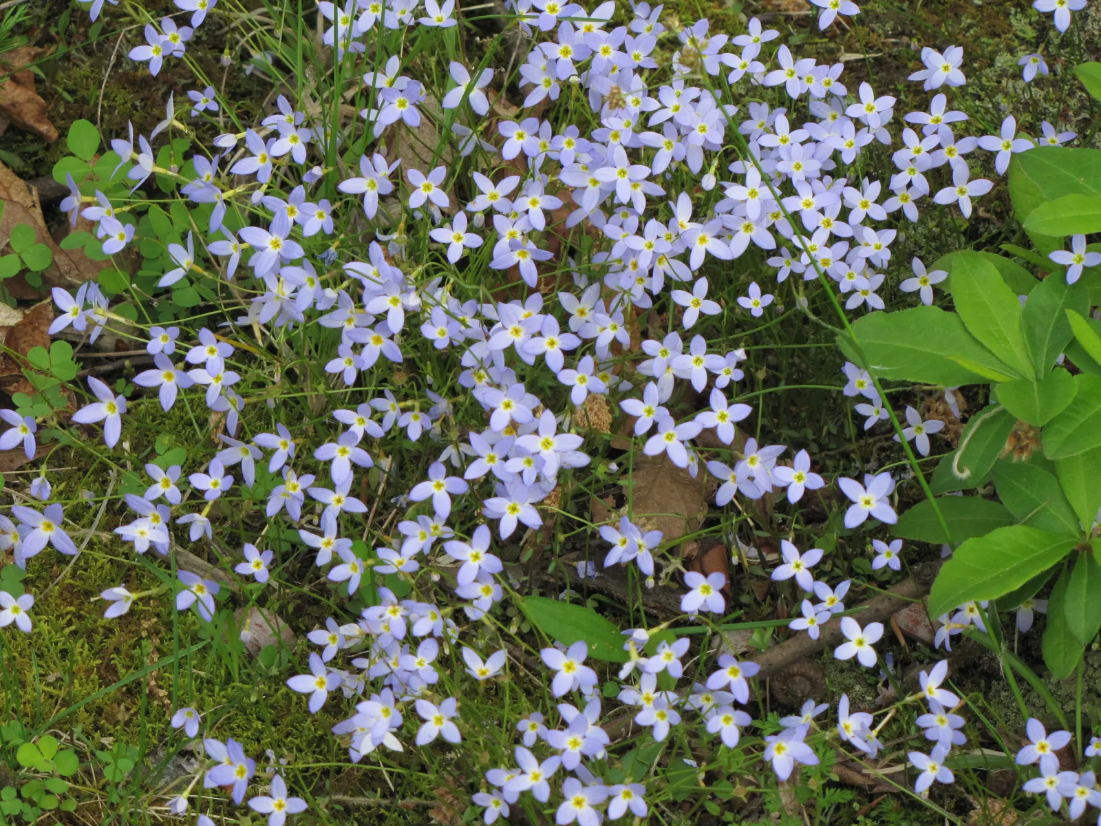 Quaker Ladies (Houstonia Caerulea) — commonly referred to as Quaker Ladies or Bluets; each with a petite yellow center, image 87