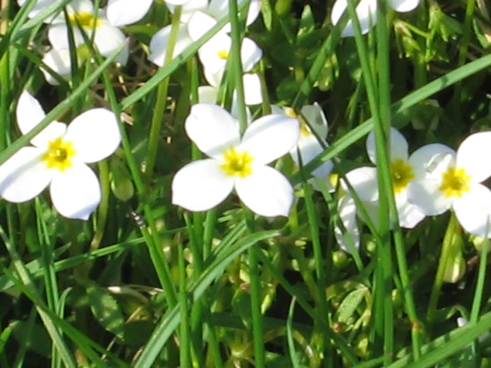 Quaker Ladies (Houstonia Caerulea) — plant Houstonia caerulea in well-draining soil and a location that receives full sun to partial shade