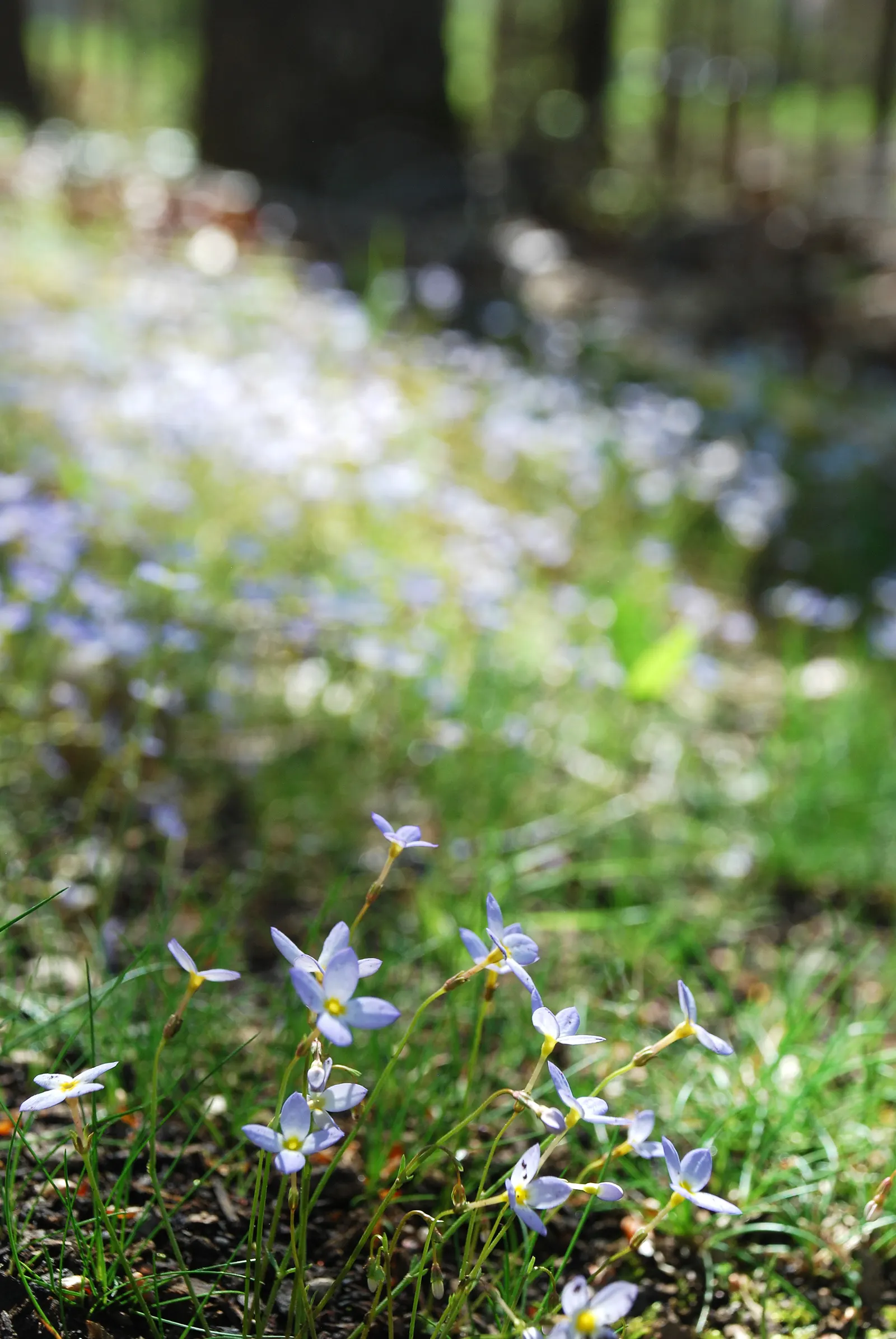 Quaker Ladies (Houstonia Caerulea) — Preferring full sun to partial shade and moist, well-drained soil, it flourishes in USDA zones 3-7; they fare well in USDA