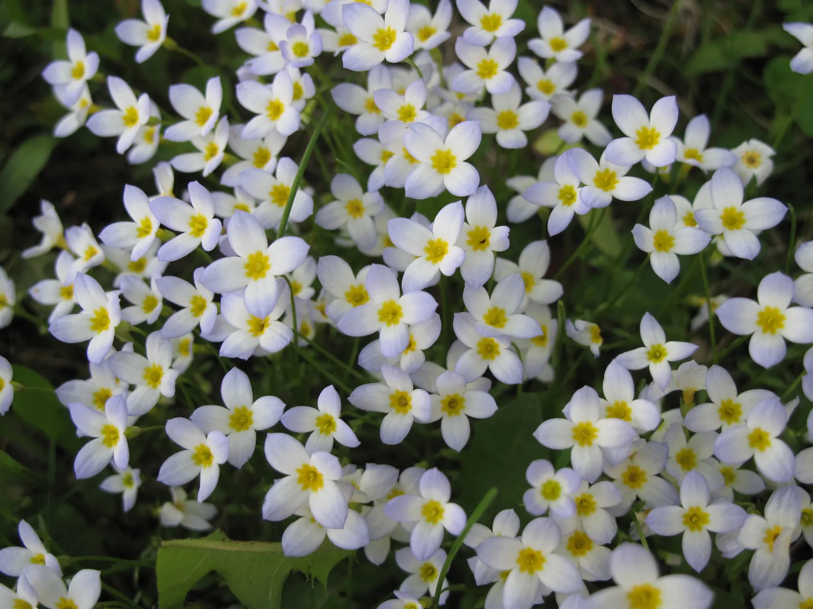 Quaker Ladies (Houstonia Caerulea) — Preferring full sun to partial shade and moist, well-drained soil, it flourishes in USDA zones 3-7