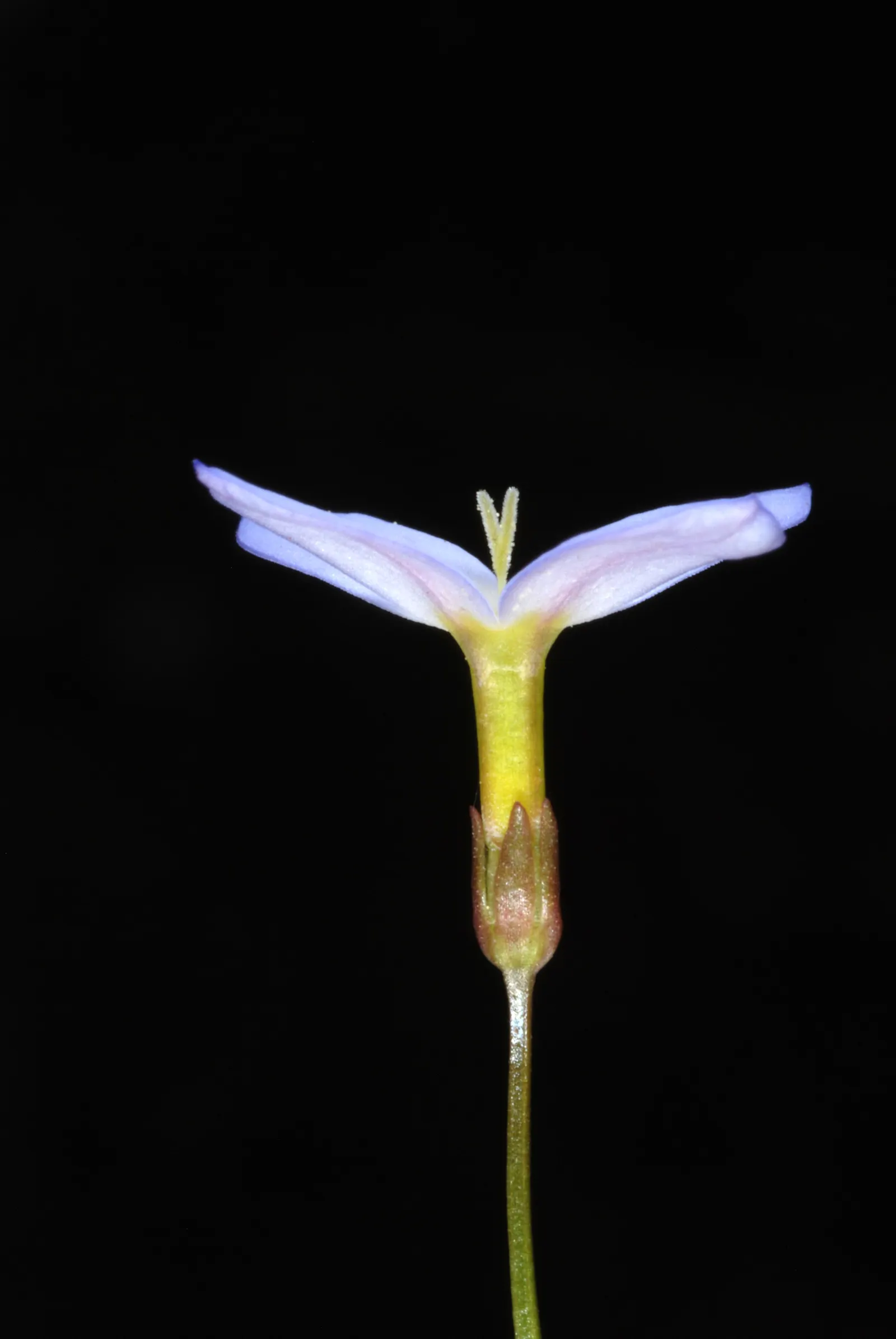 Quaker Ladies (Houstonia Caerulea) — They are also a favored nectar source for butterflies and other pollinators, image 131