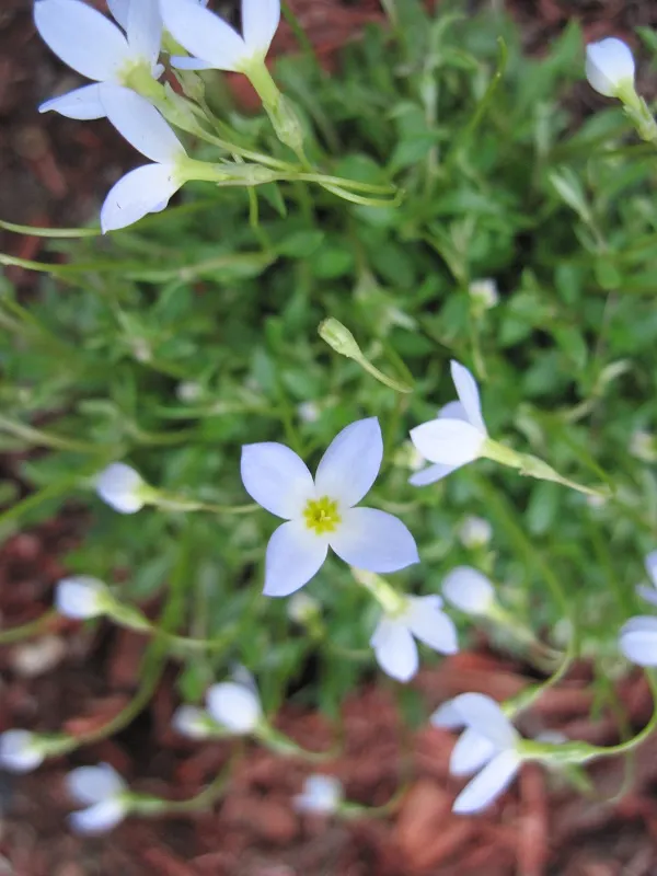 Quaker Ladies (Houstonia Caerulea) — These diminutive plants typically reach heights of 3 to 6 inches, with a similar spread; annual / ground cover / herb /