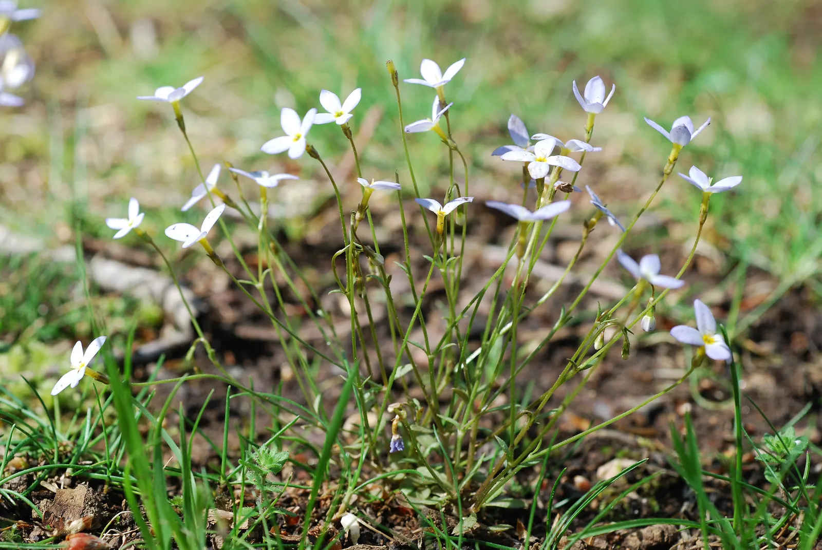 Quaker Ladies (Houstonia Caerulea) — Its delicate blooms emerge in spring; blue and white flowers in the garden, image 85