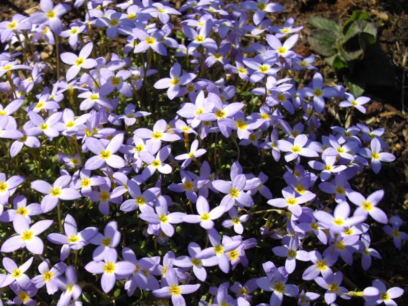 Quaker Ladies (Houstonia Caerulea) — fostering a biodiverse garden ecosystem; preferring full sun to partial shade and moist, well-drained soil, it, image 78