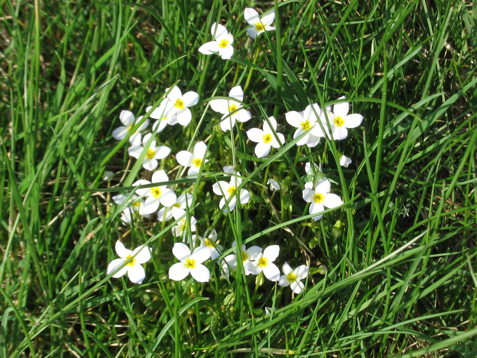 Quaker Ladies (Houstonia Caerulea) — plant Houstonia caerulea in well-draining soil and a location that receives full sun to partial shade; these, image 152