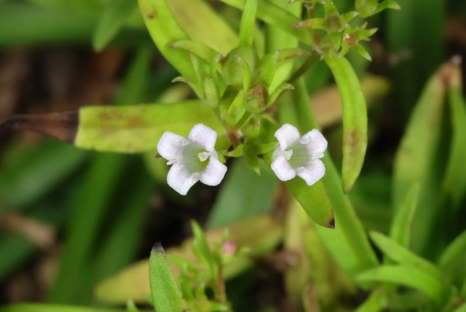 Quaker Ladies (Houstonia Caerulea) — evergreen rosette at the base.<br><br>The true allure of Quaker Ladies lies in their sky-blue flowers; often, image 119