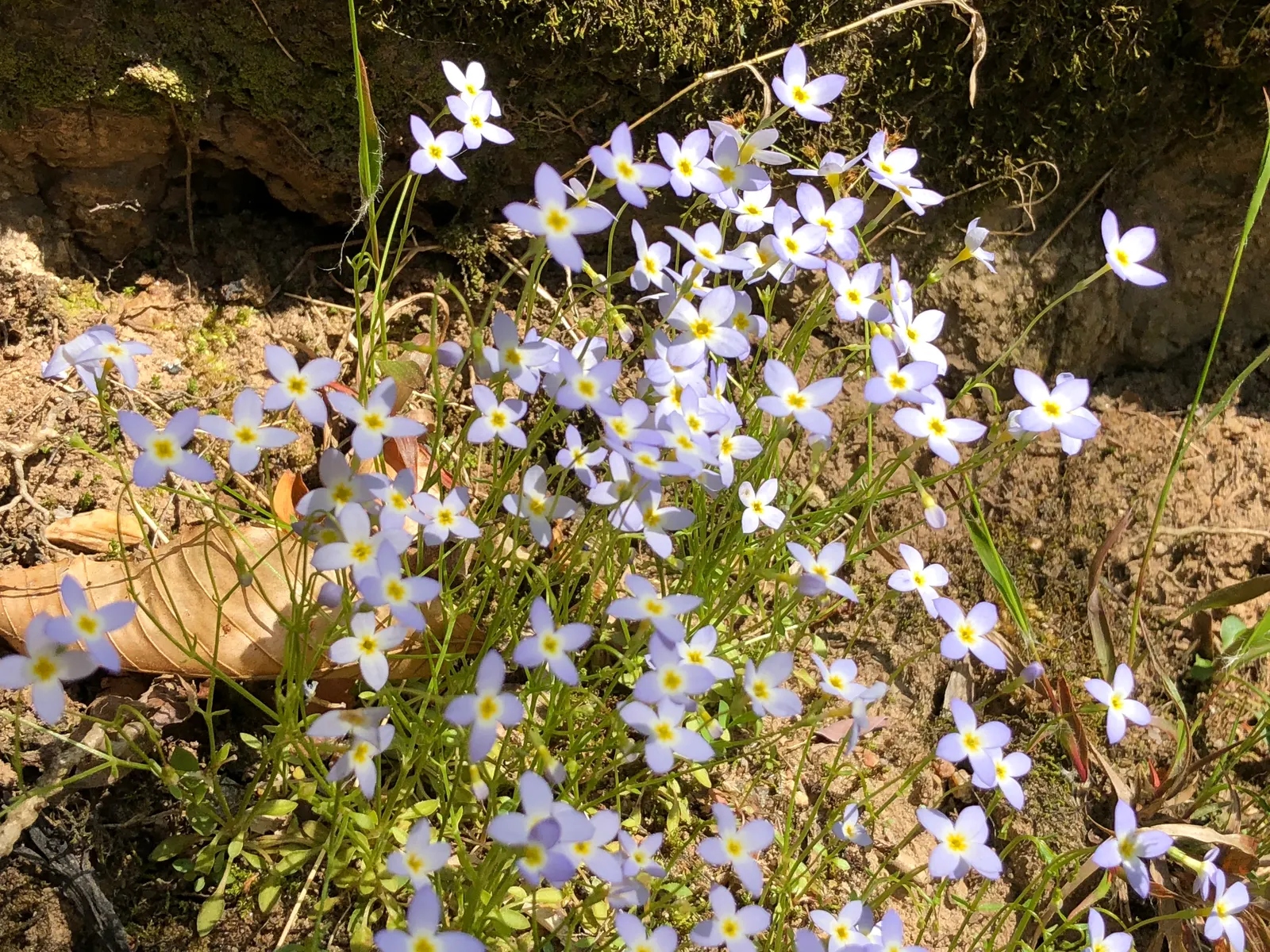 Quaker Ladies (Houstonia Caerulea) — They fare well in USDA Hardiness Zones 3 to 7, demonstrating a notable resilience to cold climates; the, image 99