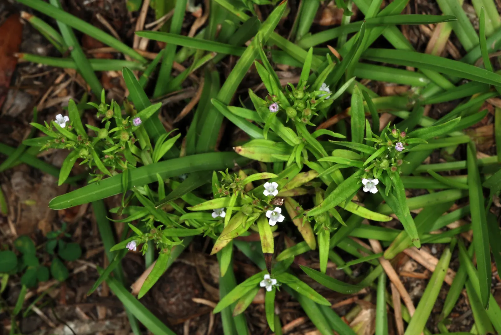 Quaker Ladies (Houstonia Caerulea) — These low-maintenance beauties are ideal for rock gardens; they boast miniature lanceolate to ovate leaves, image 75
