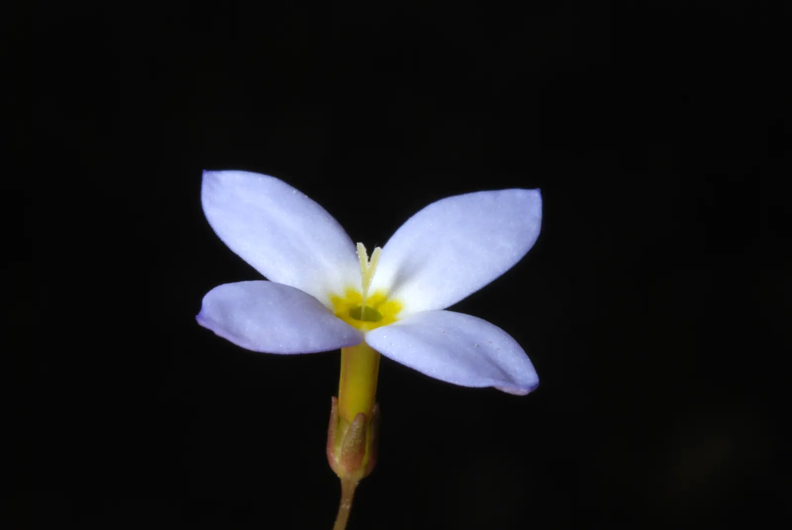 Quaker Ladies (Houstonia Caerulea) — Preferring full sun to partial shade and moist, well-drained soil, it flourishes in USDA zones 3-7; they fare, image 111