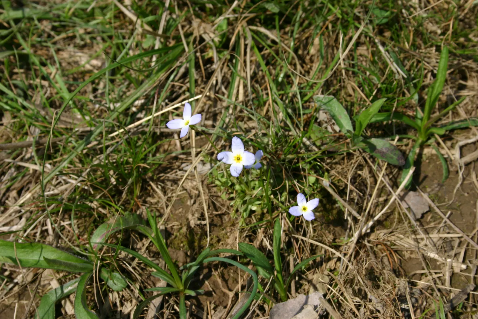 Quaker Ladies (Houstonia Caerulea) — With moderate moisture and cooler conditions; or in woodland settings where they can create an enchanting ground cover