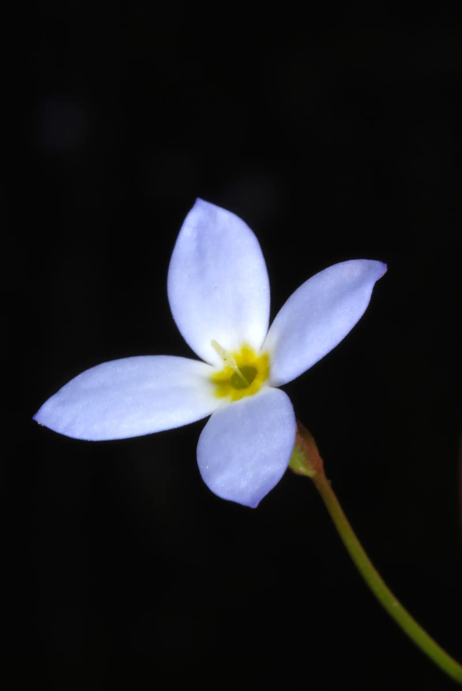 Quaker Ladies (Houstonia Caerulea) — often self-seeding to form natural colonies; sporting sky-blue petals with a yellow center, it grows to a modest height of