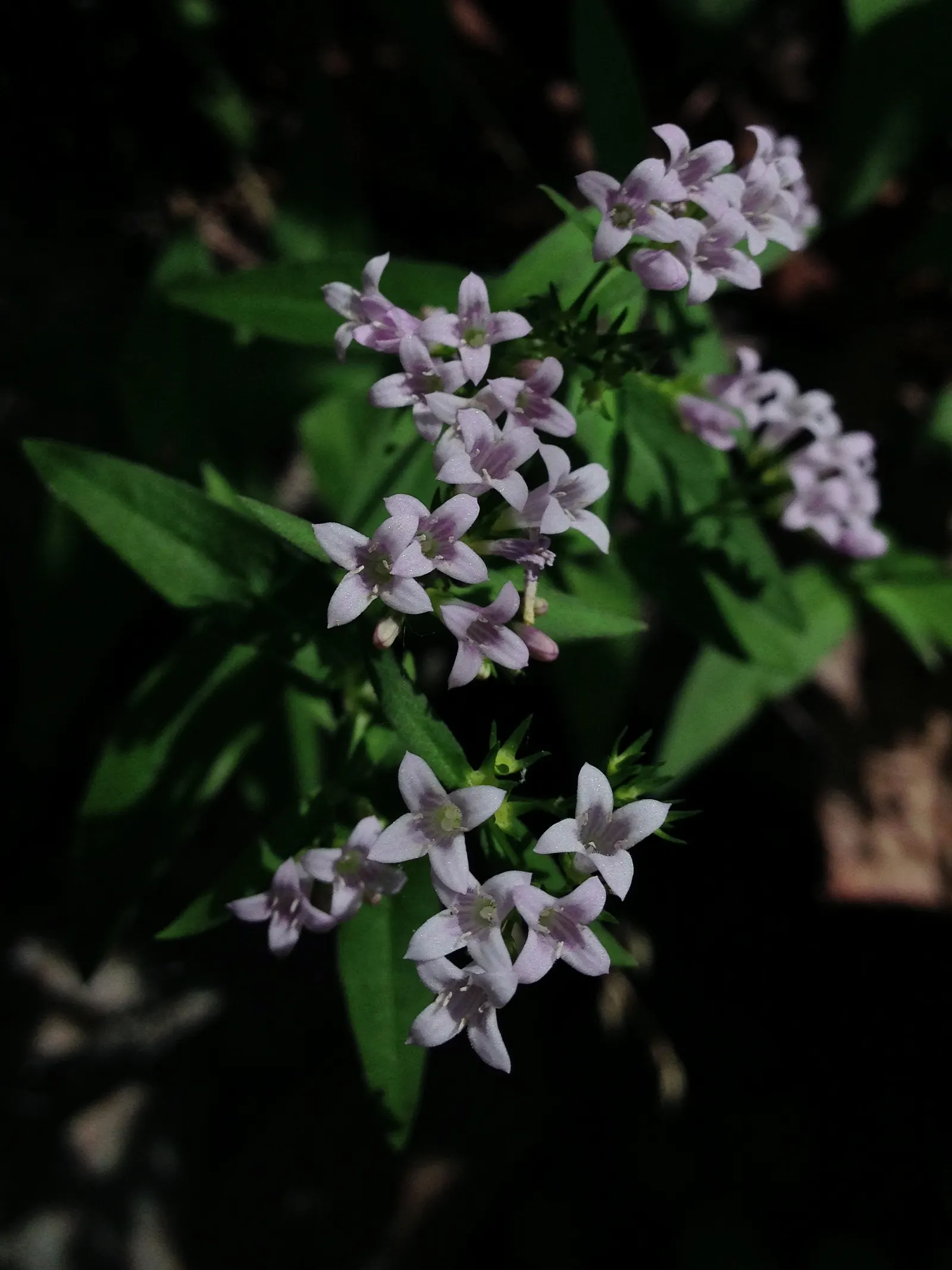 Quaker Ladies (Houstonia Caerulea) — These blossoms are about 0.5 inches in diameter and appear in profusion from early spring until early summer, image 67