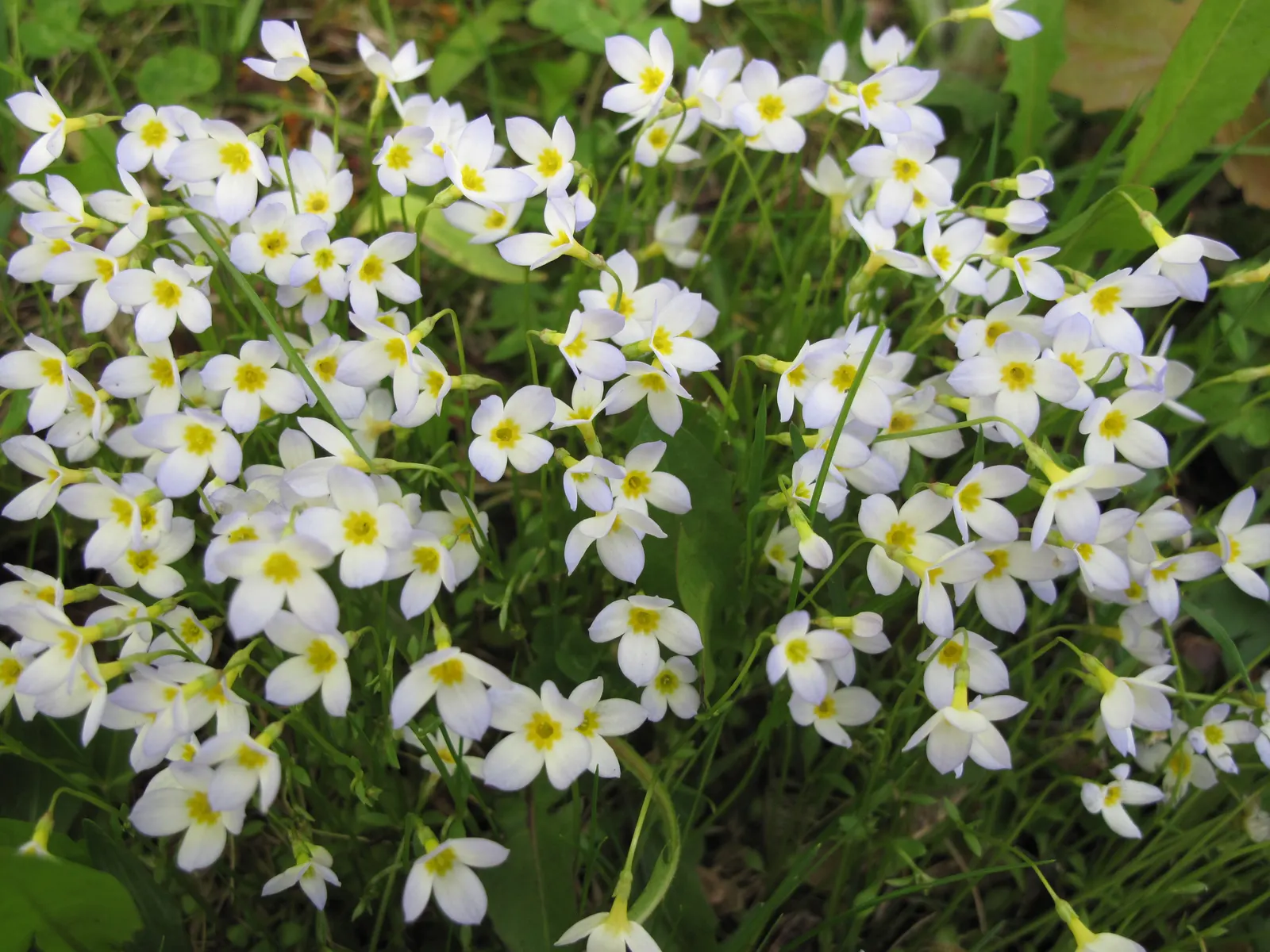 Quaker Ladies (Houstonia Caerulea) — annual / ground cover / herb / perennial / wildflower with blue and white blooms; plant Houstonia caerulea in, image 134