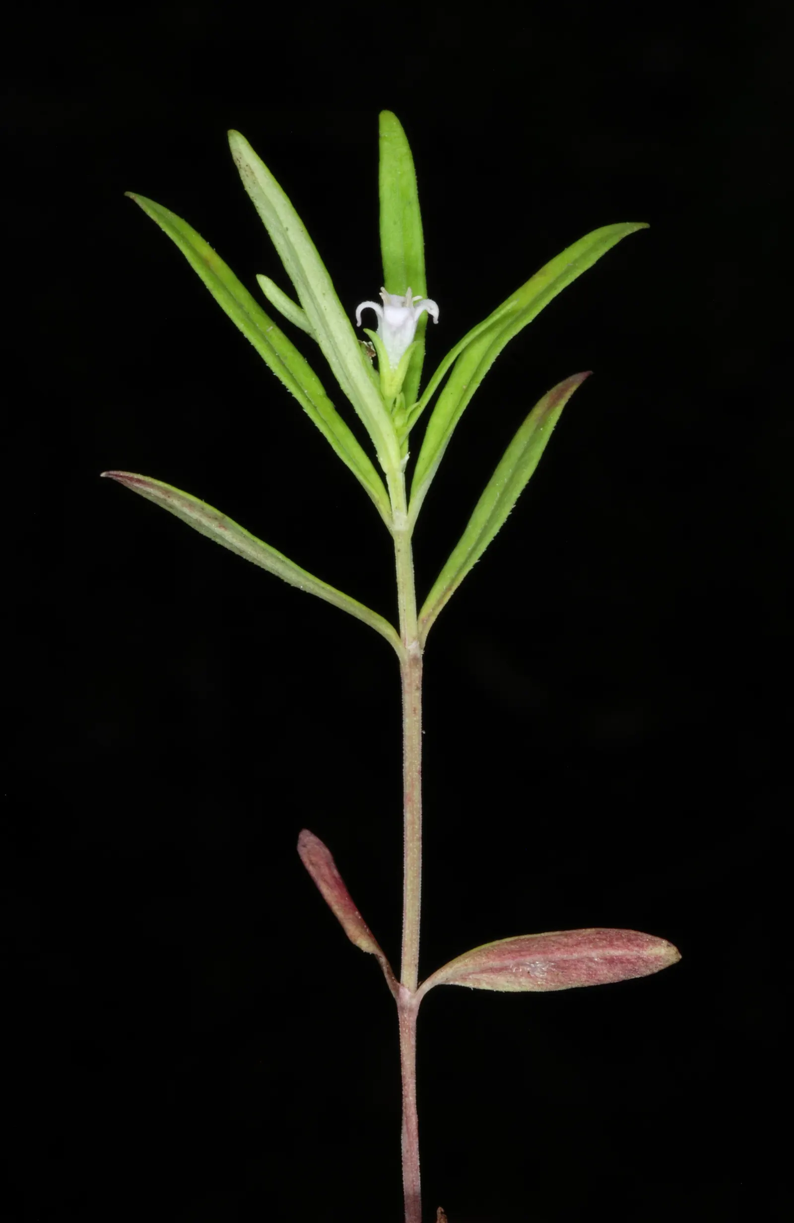 Quaker Ladies (Houstonia Caerulea) — offering a low-maintenance ground cover ideal for rock gardens and naturalized woodland areas, image 140