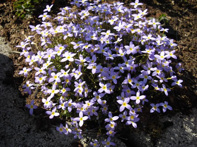 Quaker Ladies (Houstonia Caerulea) — creating a carpet of color reminiscent of a clear, image 68