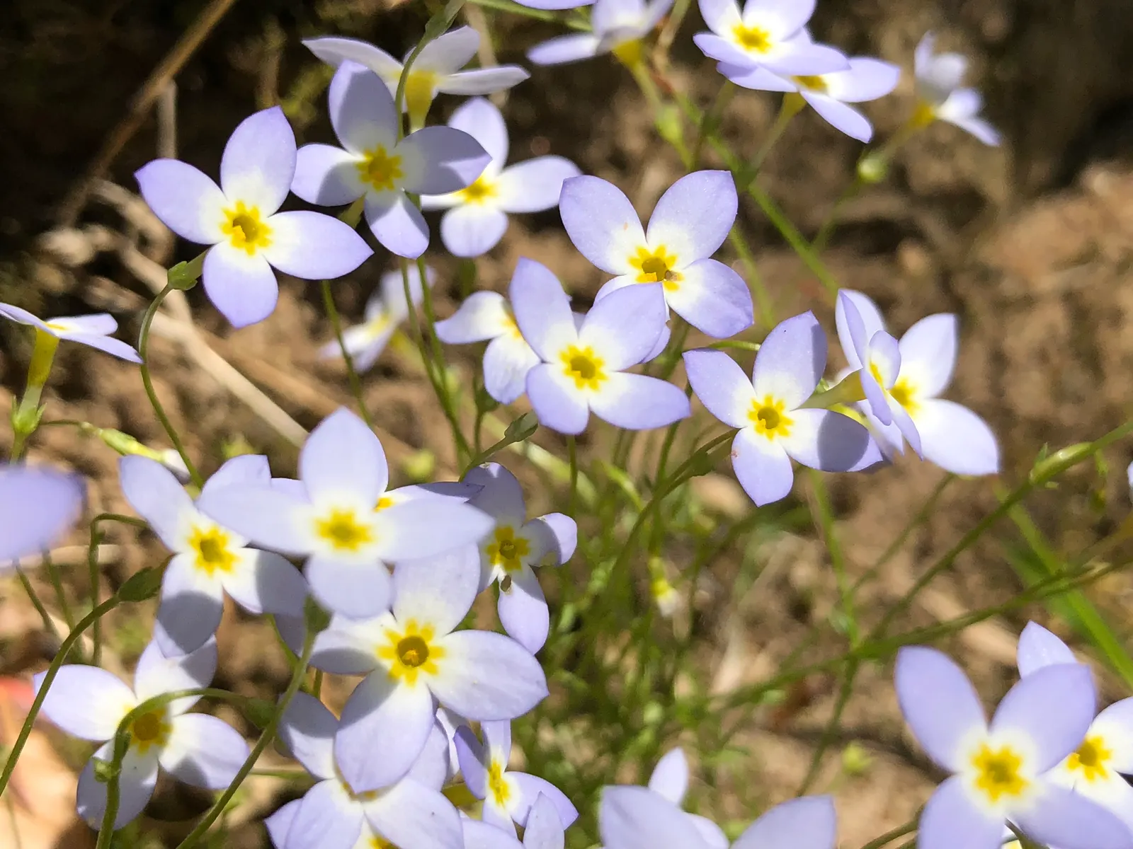 Quaker Ladies (Houstonia Caerulea) — measuring about 0.5 inches in length; these blossoms are about 0.5 inches in diameter and appear in profusion, image 91