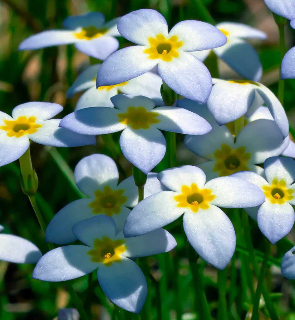 Quaker Ladies (Houstonia Caerulea) — commonly referred to as Quaker Ladies or Bluets; each with a petite yellow center, image 60