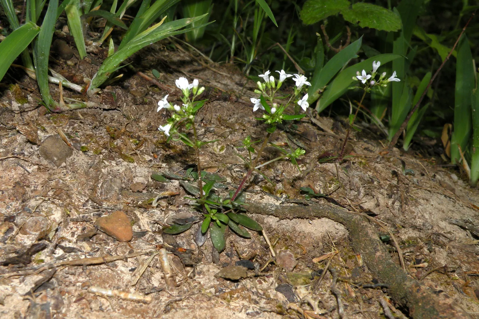 Quaker Ladies (Houstonia Caerulea) — fostering a biodiverse garden ecosystem; preferring full sun to partial shade and moist, well-drained soil, it flourishes