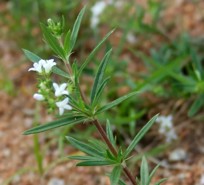 Quaker Ladies (Houstonia Caerulea) — annual / ground cover / herb / perennial / wildflower for half; fostering a biodiverse garden ecosystem