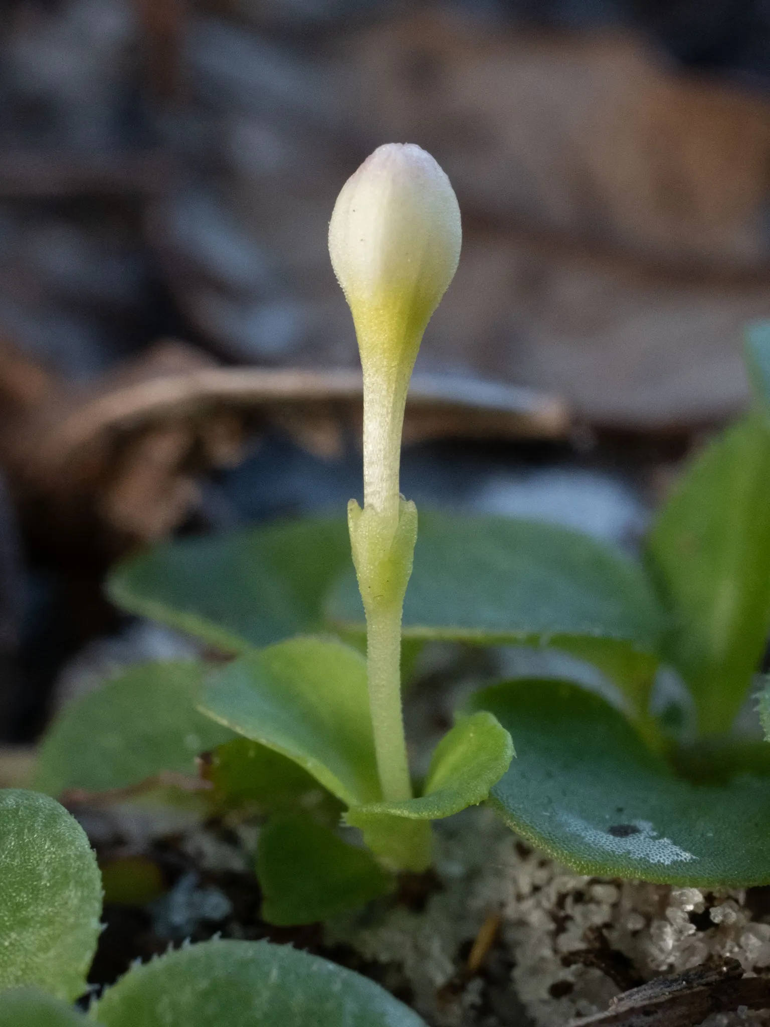 Quaker Ladies (Houstonia Caerulea) — blue and white flowers in the garden; measuring about 0.5 inches in length, image 79