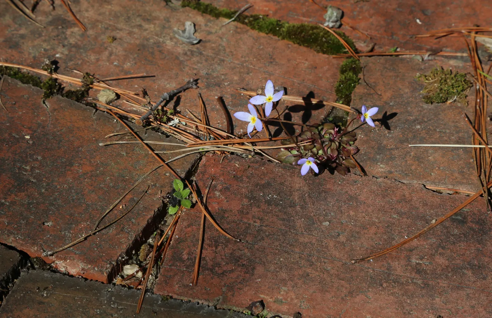 Quaker Ladies (Houstonia Caerulea) — They boast miniature lanceolate to ovate leaves; commonly referred to as Quaker Ladies or Bluets