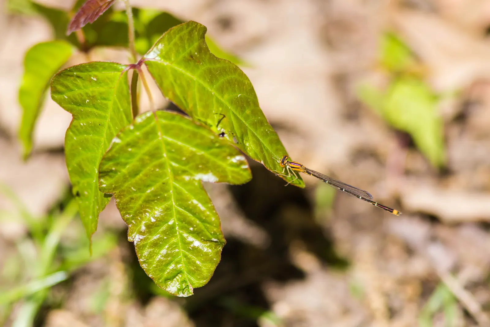 Quaker Ladies (Houstonia Caerulea) — measuring about 0.5 inches in length