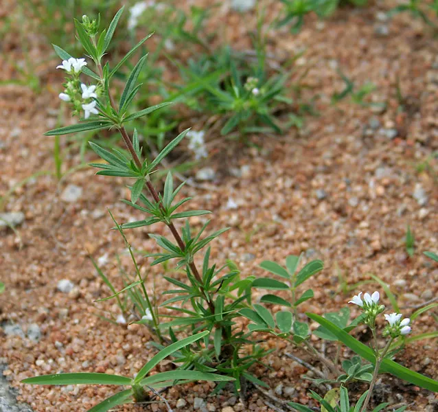 Quaker Ladies (Houstonia Caerulea) — These blossoms are about 0.5 inches in diameter and appear in profusion from early spring until early summer