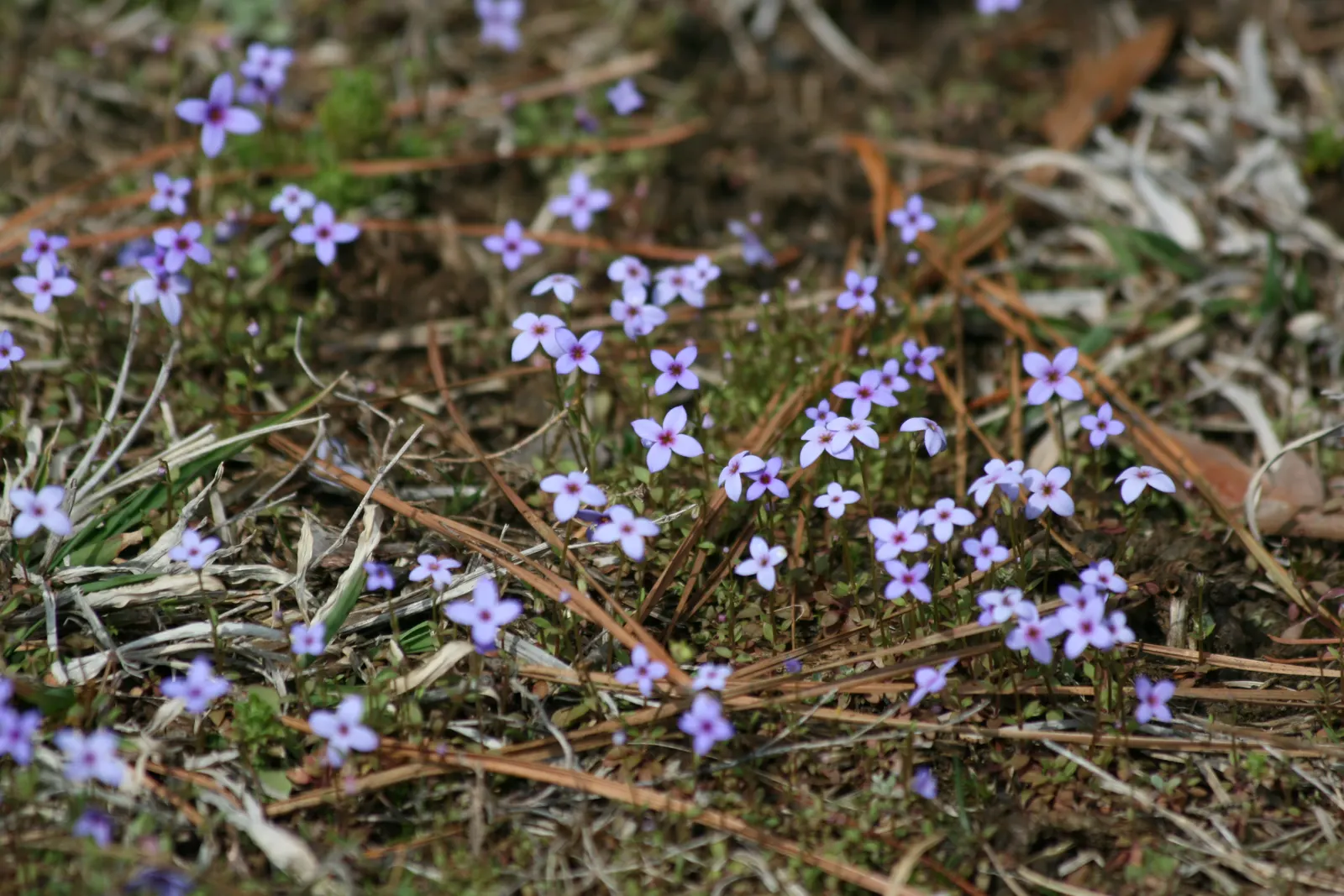 Quaker Ladies (Houstonia Caerulea) — Sporting sky-blue petals with a yellow center, it grows to a modest height of 6 inches; evergreen rosette at, image 137