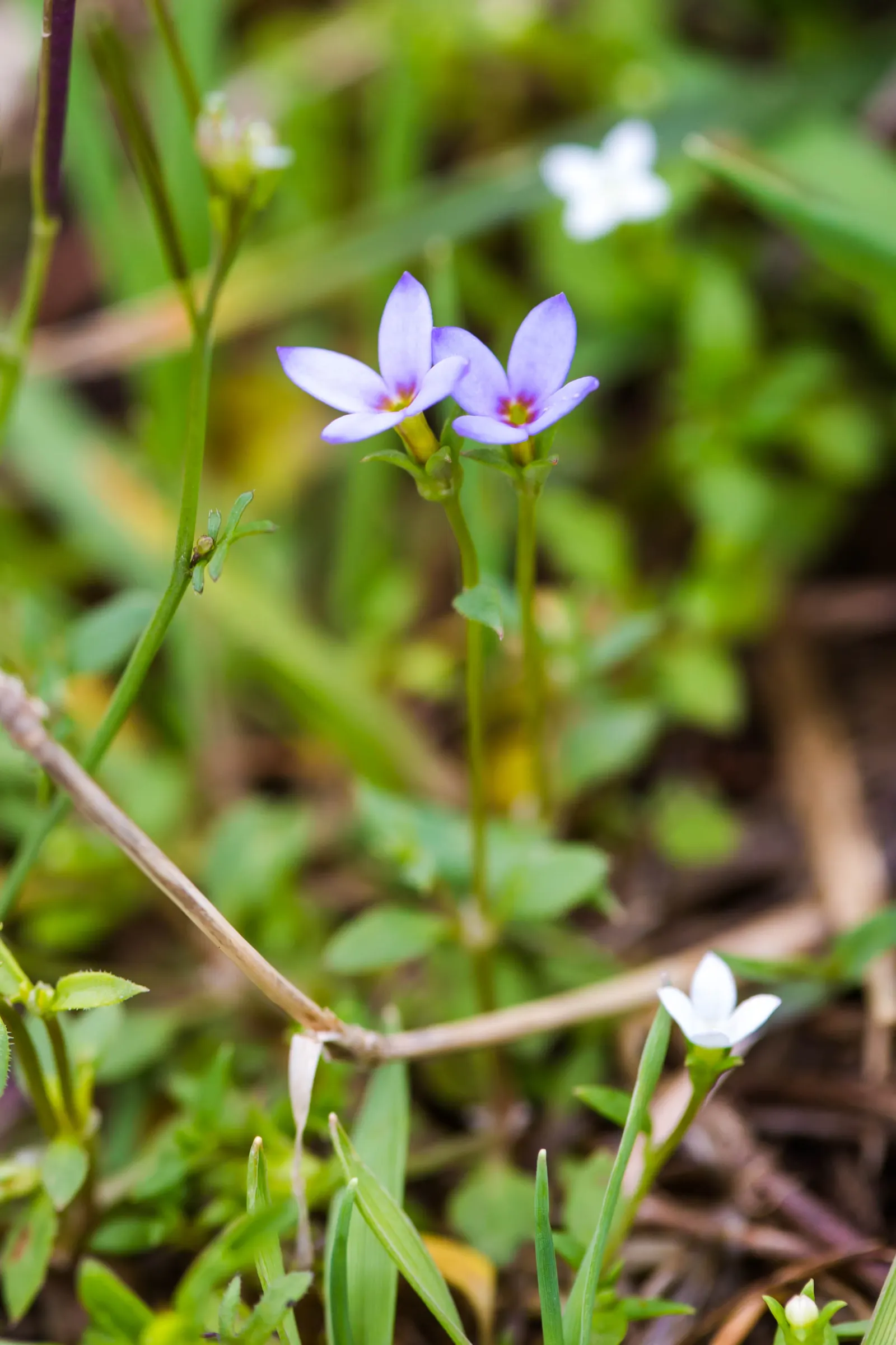 Quaker Ladies (Houstonia Caerulea) — often self-seeding to form natural colonies; sporting sky-blue petals with a yellow center, it grows to a, image 101