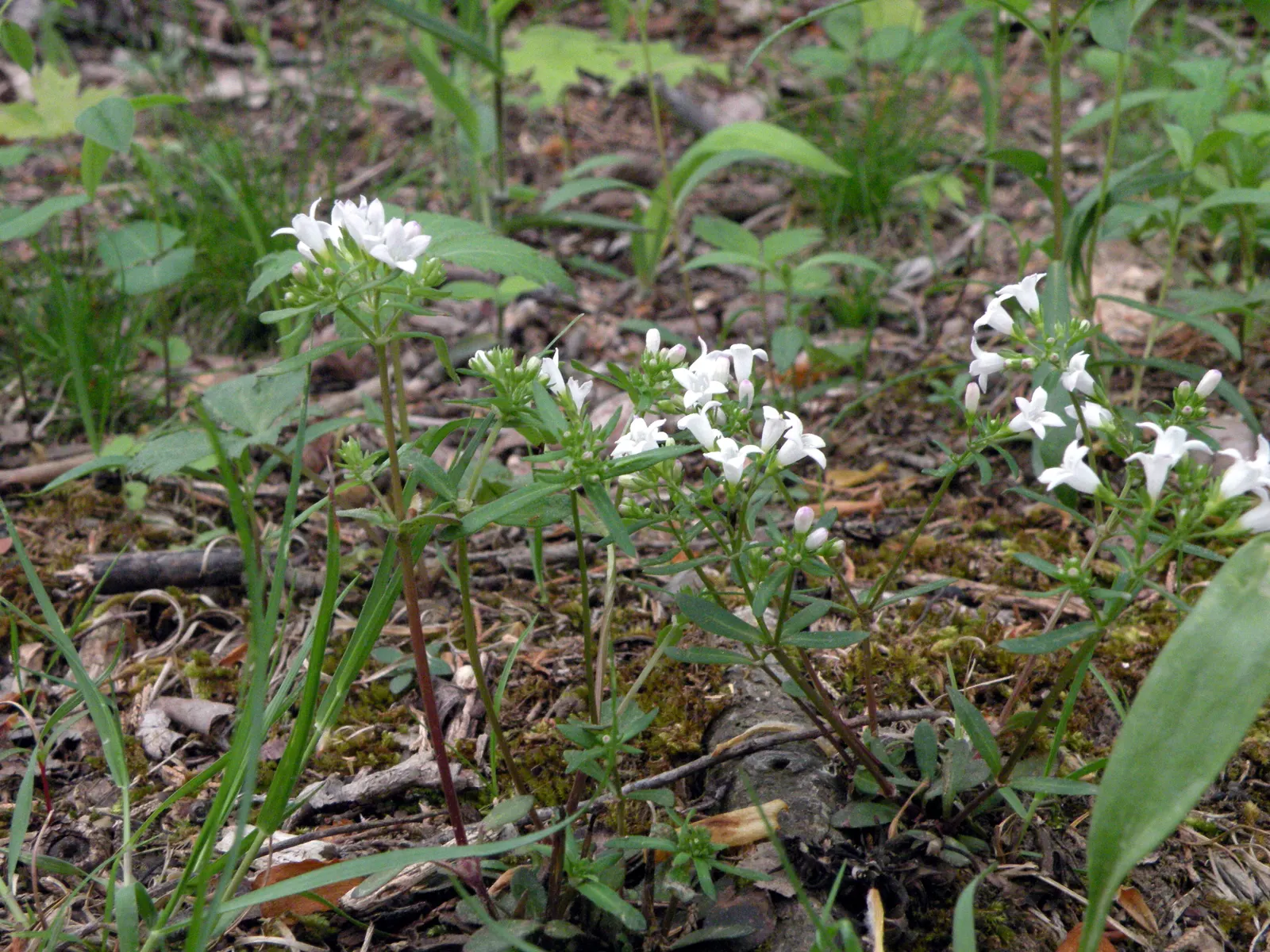 Quaker Ladies (Houstonia Caerulea) — plant Houstonia caerulea in well-draining soil and a location that receives full sun to partial shade; these diminutive