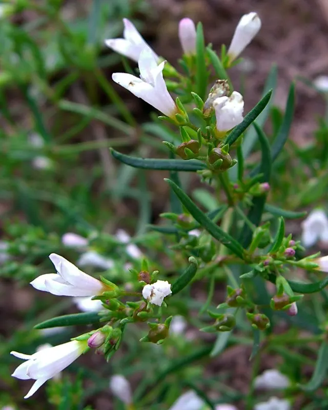 Quaker Ladies (Houstonia Caerulea) — is a charming perennial wildflower that adds a delicate touch of blue to the landscape; with moderate moisture, image 88