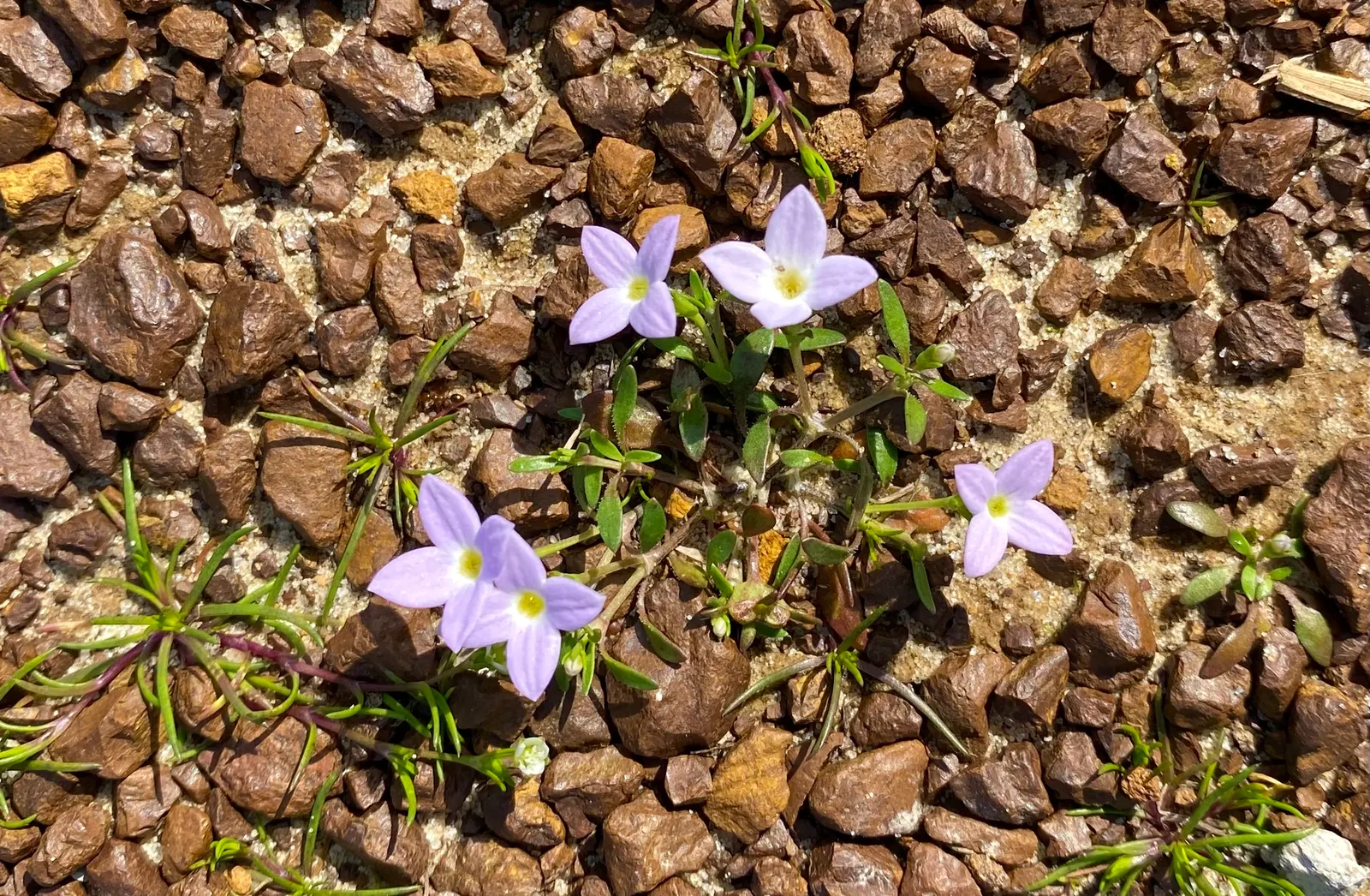 Quaker Ladies (Houstonia Caerulea) — These diminutive plants typically reach heights of 3 to 6 inches, with a similar spread