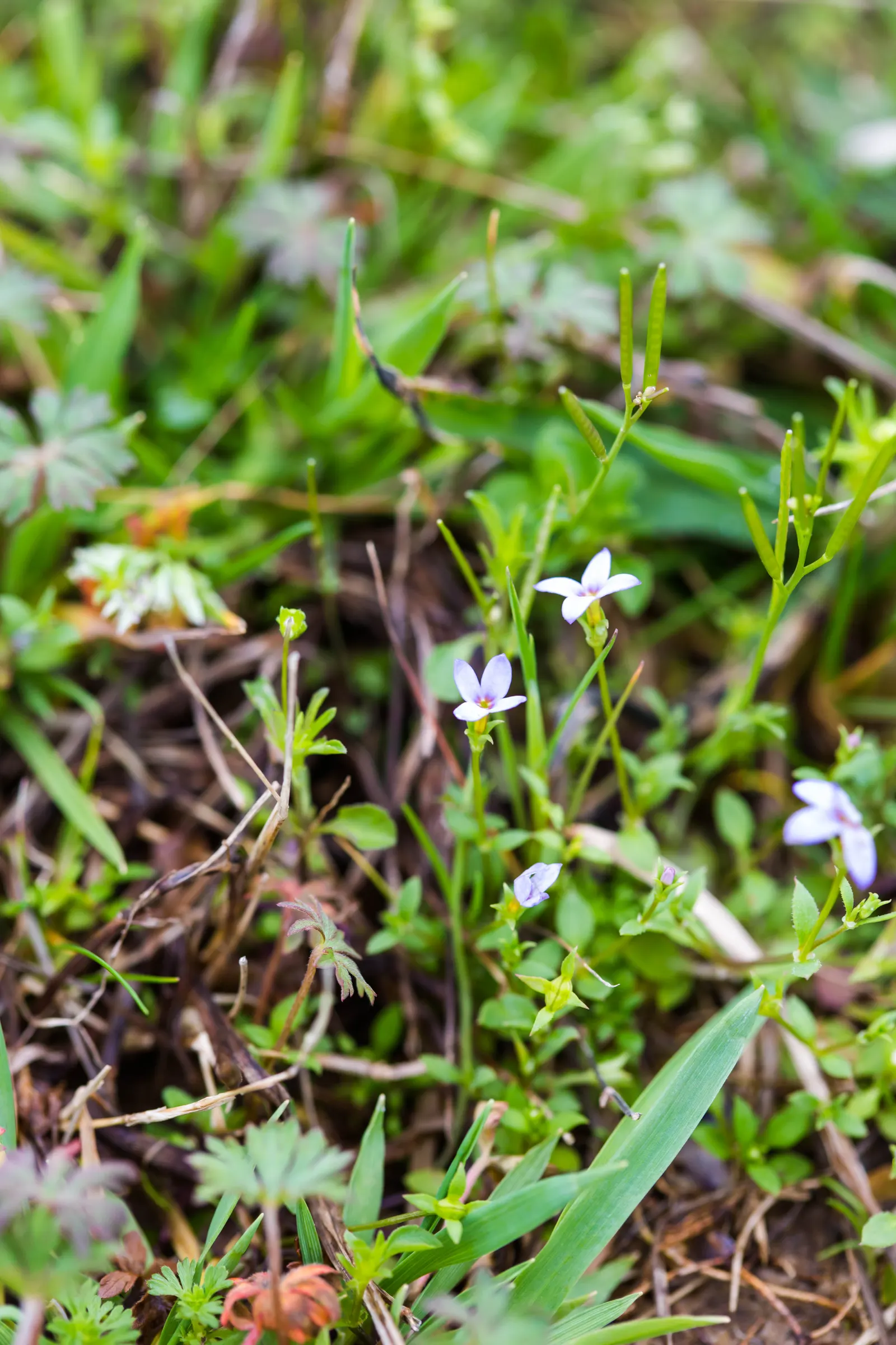 Quaker Ladies (Houstonia Caerulea) — commonly referred to as Quaker Ladies or Bluets; each with a petite yellow center, image 114