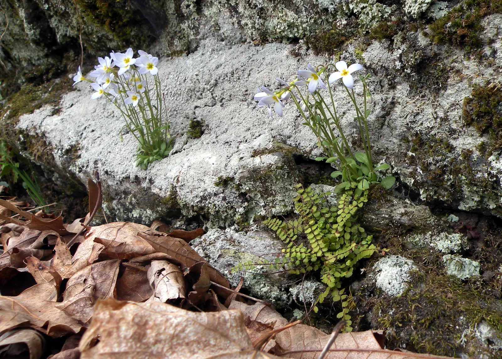 Quaker Ladies (Houstonia Caerulea) — is a charming perennial wildflower that adds a delicate touch of blue to the landscape; with moderate moisture, image 61