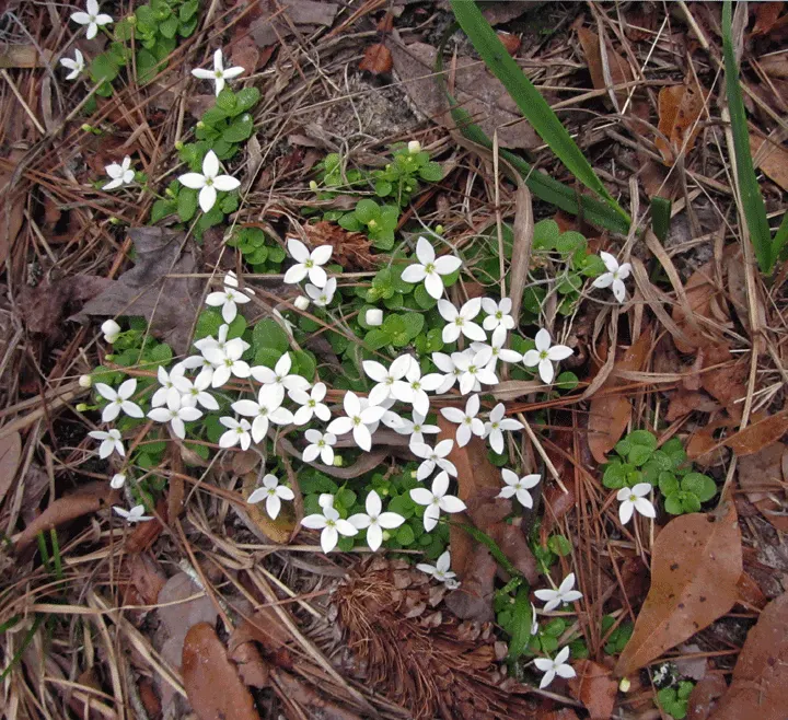 Quaker Ladies (Houstonia Caerulea) — They fare well in USDA Hardiness Zones 3 to 7, demonstrating a notable resilience to cold climates; the, image 126
