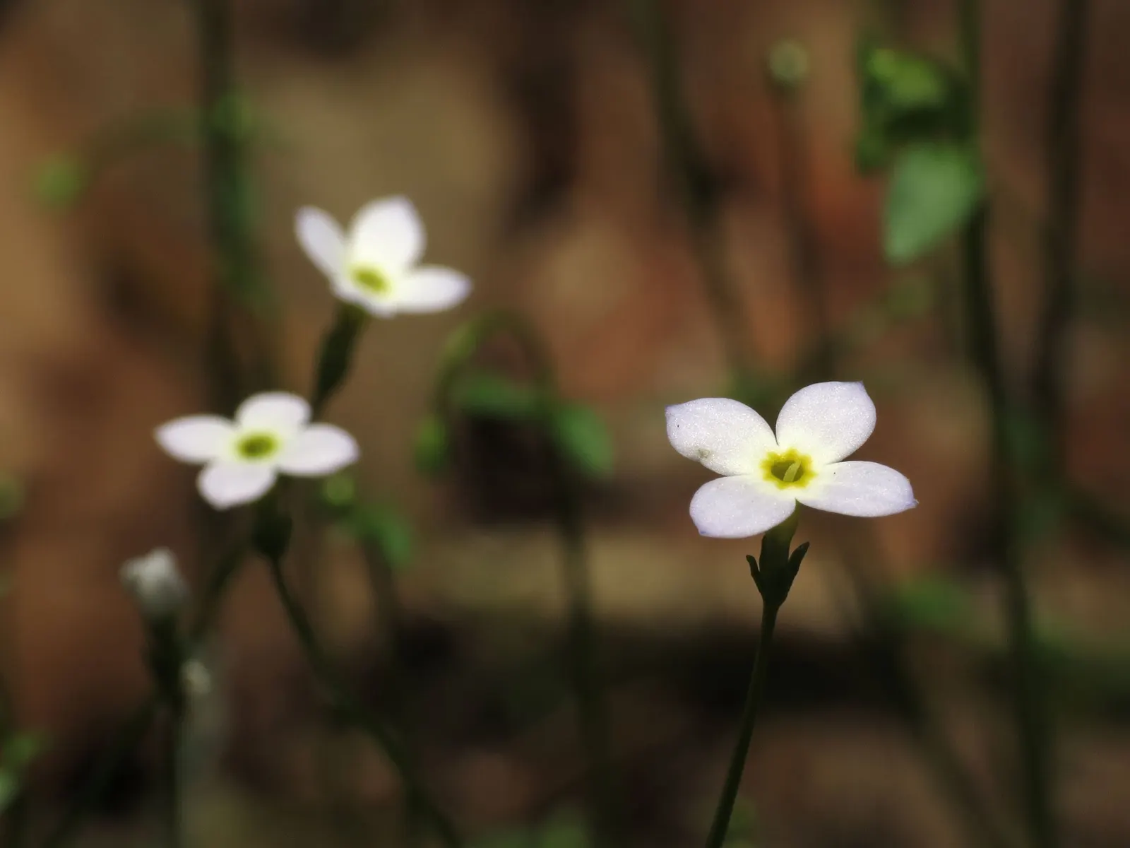 Quaker Ladies (Houstonia Caerulea) — They fare well in USDA Hardiness Zones 3 to 7, demonstrating a notable resilience to cold climates; the flowers are